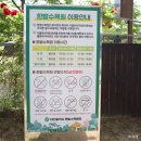 은빛여울 | 대전 볼거리 한밭수목원 봄꽃 축제 장미, 데이지 5월 꽃구경 나들이 떠나요