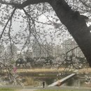 군산학생교육문화관 대야분관 | 전북 벚꽃~~~ 곧 만개하고 꽃비가 내릴 것 같아요~~^^