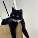 동물보육원 이미지