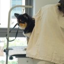 오늘도 힘차개 이미지