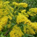 골든13(Golden13) 이미지