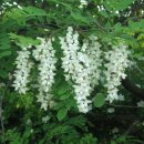 춤추는 고래 이미지