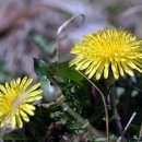 자연과호수 이미지