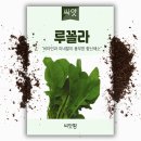 꼴라미 | 다이소 로켓루꼴라 키우기 후기