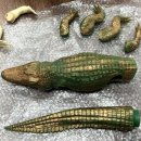 사르코수쿠스 이미지