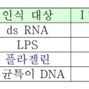 TLR 인터페론 발현 질문 이미지