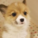 도그마루 강아지 고양이 양산화명점 이미지
