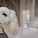 태안 동물병원 이미지