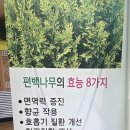 은행리 편백효소 찜질원 네이버블로그