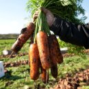 춘심이네 이미지