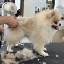 애견미용사 3급 자격증 과정 2 이미지