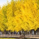 은행나무길 이미지