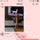 푸들민박 이미지