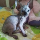 의정부강아지분양 고양이분양 마이펫브로 의정부점 | 의정부 가능동 고양이분양::마이펫브로 의정부점