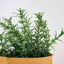 로즈마리 효능 키우기 병해충 방제 방법 이미지