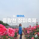 서울석계초등학교 | 중랑천 장미축제 후기 자전거 타고 가보세요 예쁜 길 알려드림