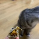 펫츠플레이트 | 머리부터 꼬리까지 알이 그득그득! 펫츠플레이트 열빙어 트릿 후기!