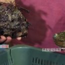 완도전복사료 이미지