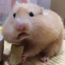 키담