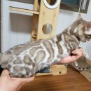 나비캐터리 이미지