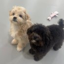 하이몽몽 이미지