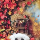 울알라애견미용 이미지