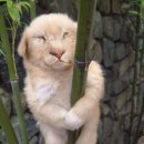 우리집강아지 이미지