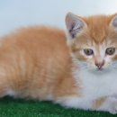 언주로7길 이미지