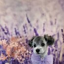 어스펫(US-pet) 네이버블로그