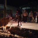 횡성한우 이미지