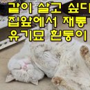 같이 살고 싶다고 문앞에서 재롱 피는 유기묘 흰둥이 이미지