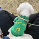 댕댕이옷보개 | 가평 자라섬 나들이 :: 댕댕이페스티벌 :: 꼼지보다 언니들 볼거리가 더 많았던 댕댕후기