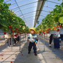 (주)유성팜 | [25.4.7.월] 28개월 아기랑 🍓하하팜 딸기밭 견학간날