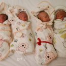 짜오바오 이미지