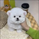 메종드퍼피 이미지