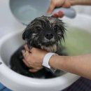 행복펫 애견미용실 | [송파 방이동 애견미용] 깐깐한 견주들이 정착한 미용실 BEST 2 (코트니룸 vs 헤아림)