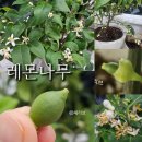 흙의 살들(시비) | 겨울에 개화/열매 맺는 레몬나무 물주기 &amp; 관리법 정리