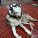 강아지정류장 이미지