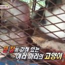 낭만고양이(운정점) 이미지