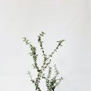 올리브 이미지