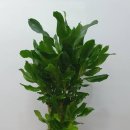 수유동약국 | 🌿 수유동 개업화분｜화분배달 당일배송