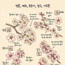 벚꽃, 매화, 복숭아, 살구, 자두꽃 식별법 ~~~ 이미지