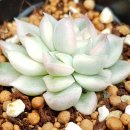 화진농장 이미지