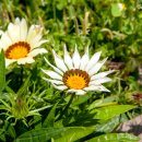 가자니아(Gazania rigens) 이미지