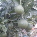 성채농장 이미지