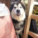 멍멍이냥 이미지