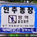인주농장 티스토리