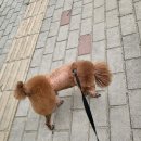 또또시 멍 이미지