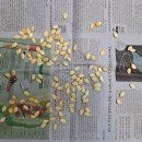 단호박 씨앗 이미지