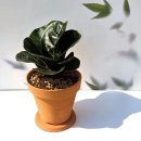 바바나무 이미지